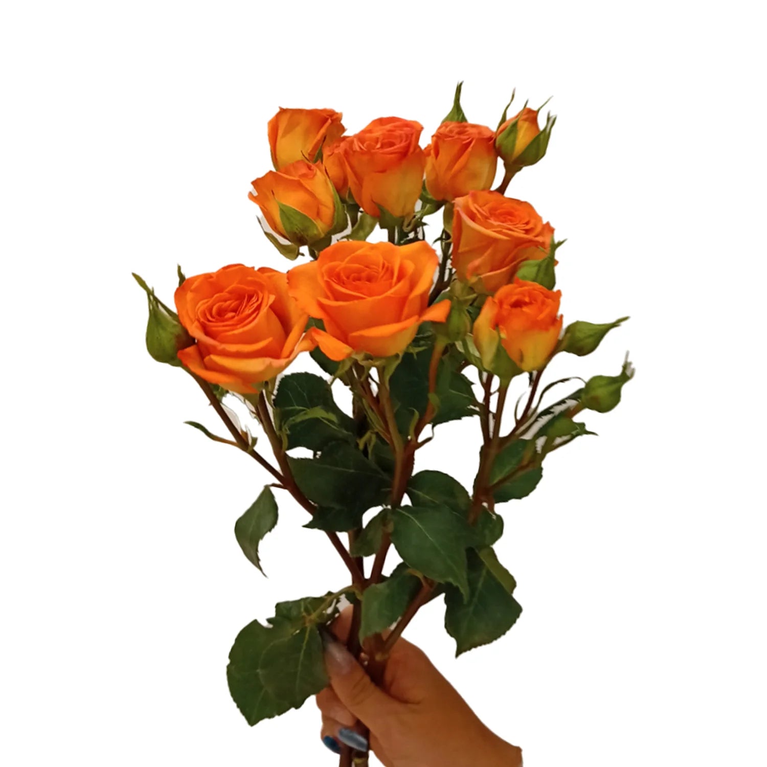 Orange Baby Rose