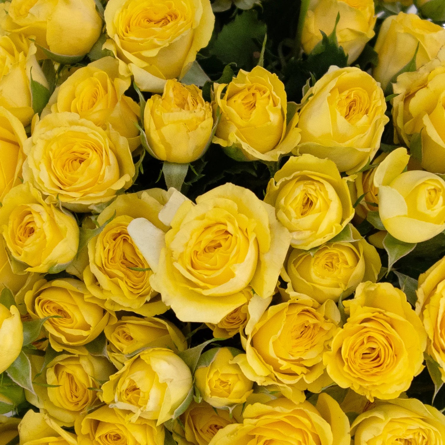 Yellow Baby Rose