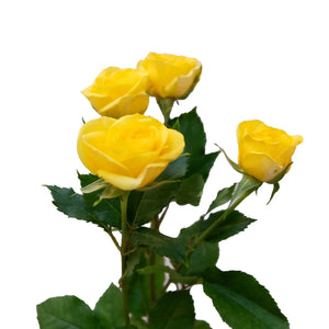Loose Flowers