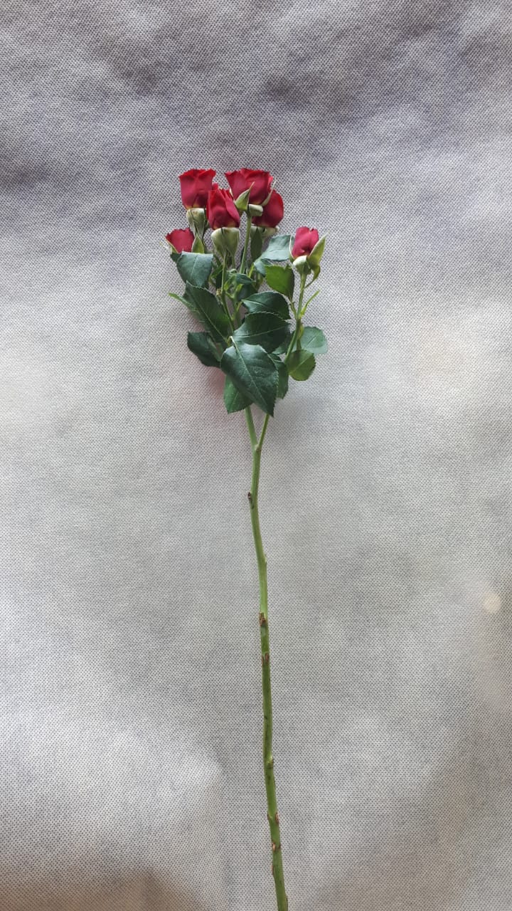 Red Baby Rose