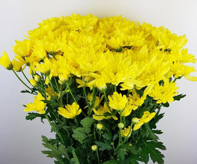 Yellow Chrysanthemum