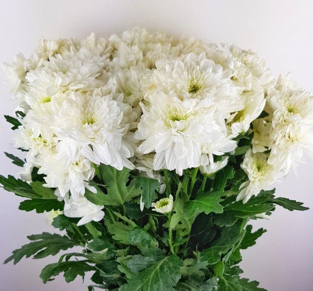 White Chrysanthemum