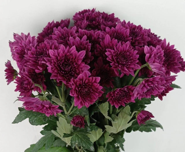 Dark Purple Chrysanthemum