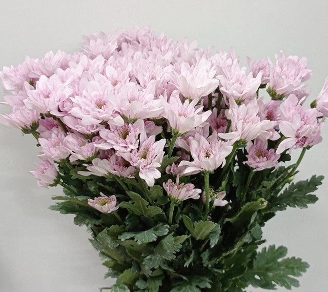 Pink Chrysanthemum