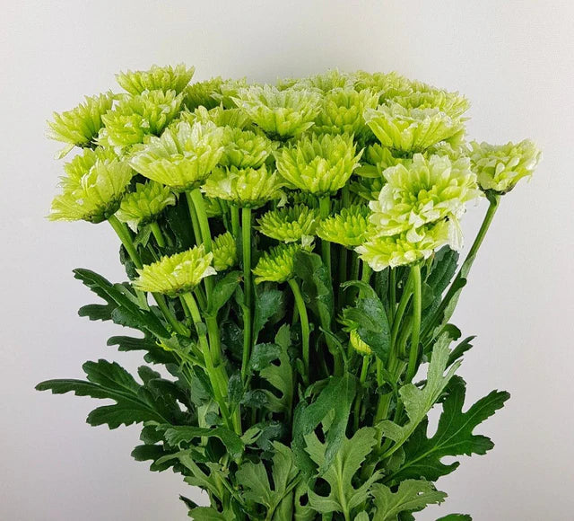 Green Chrysanthemum