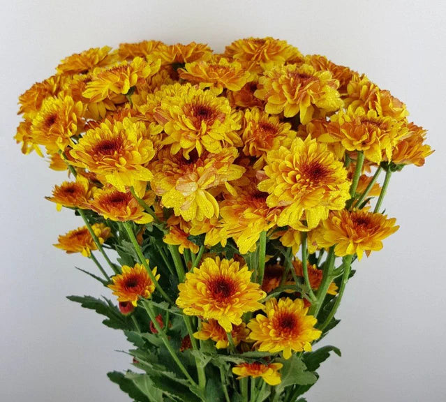 Orange Chrysanthemum