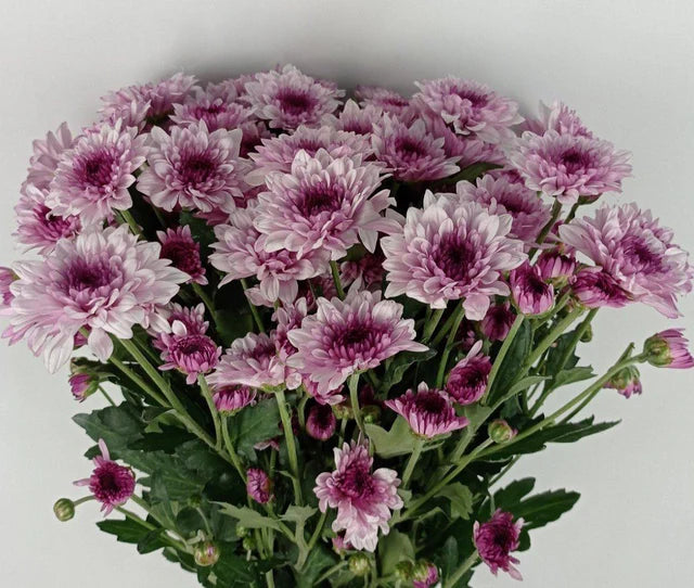 Double Purple Chrysanthemum