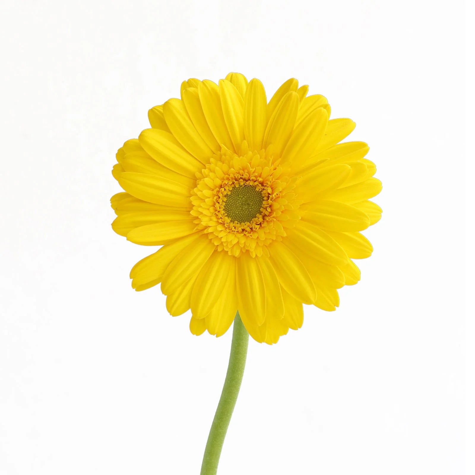 Yellow Gerbera