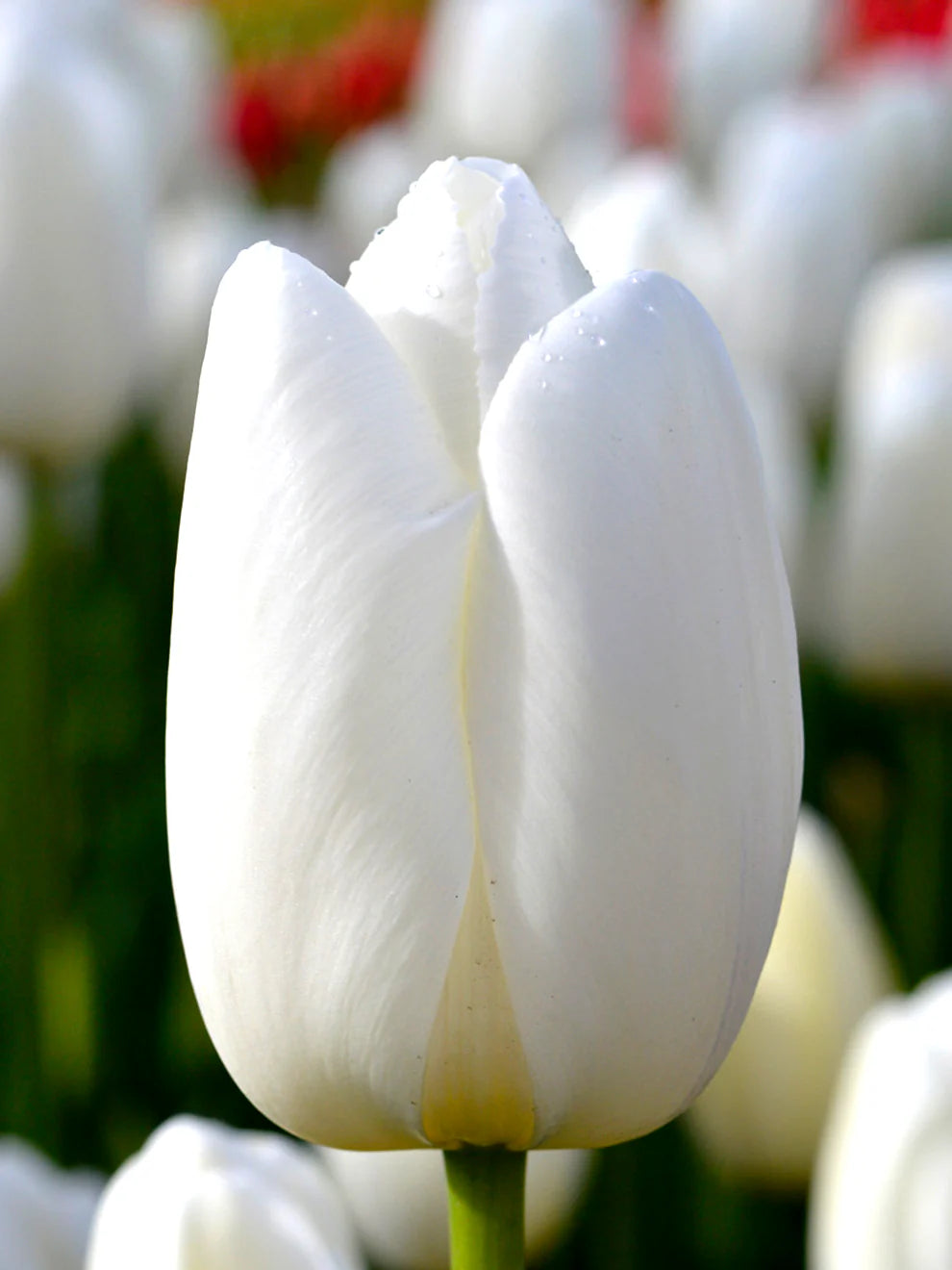 White Tulip