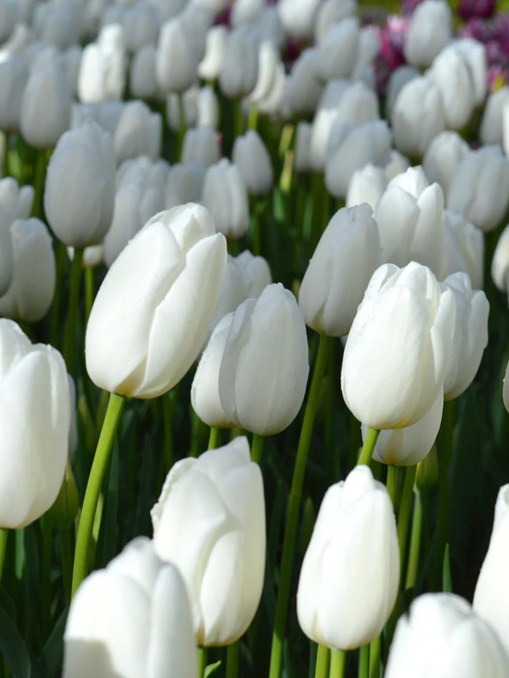 White Tulip