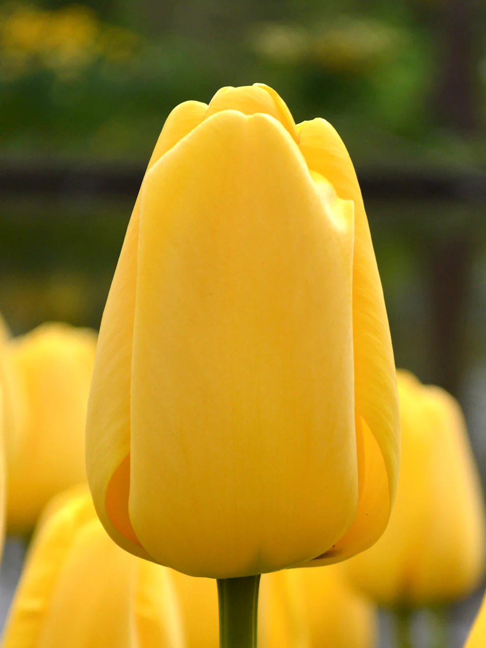 Yellow Tulip