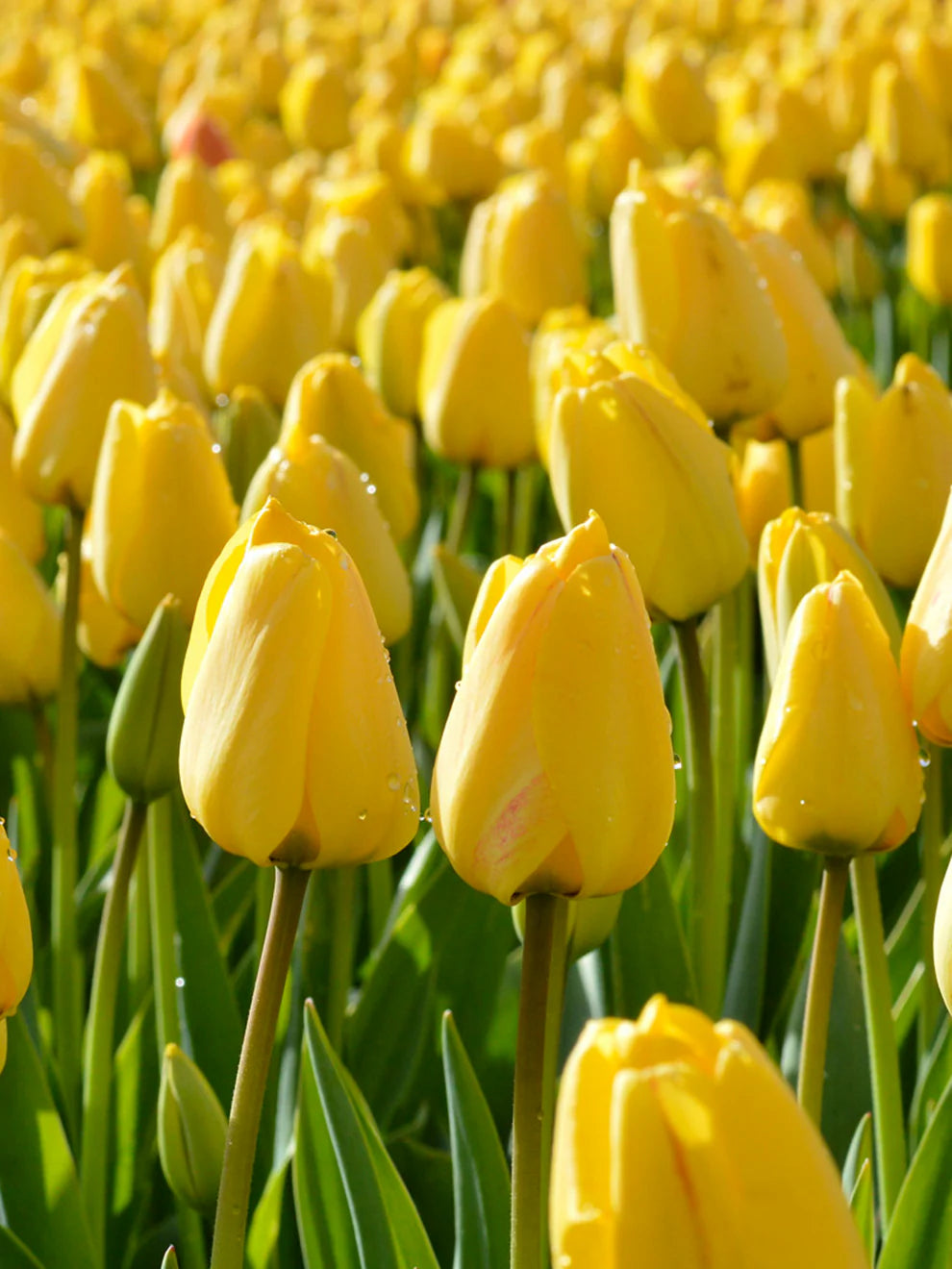 Yellow Tulip