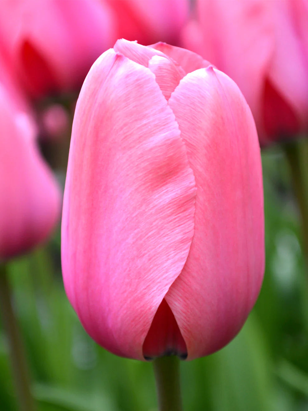 Pink Tulip