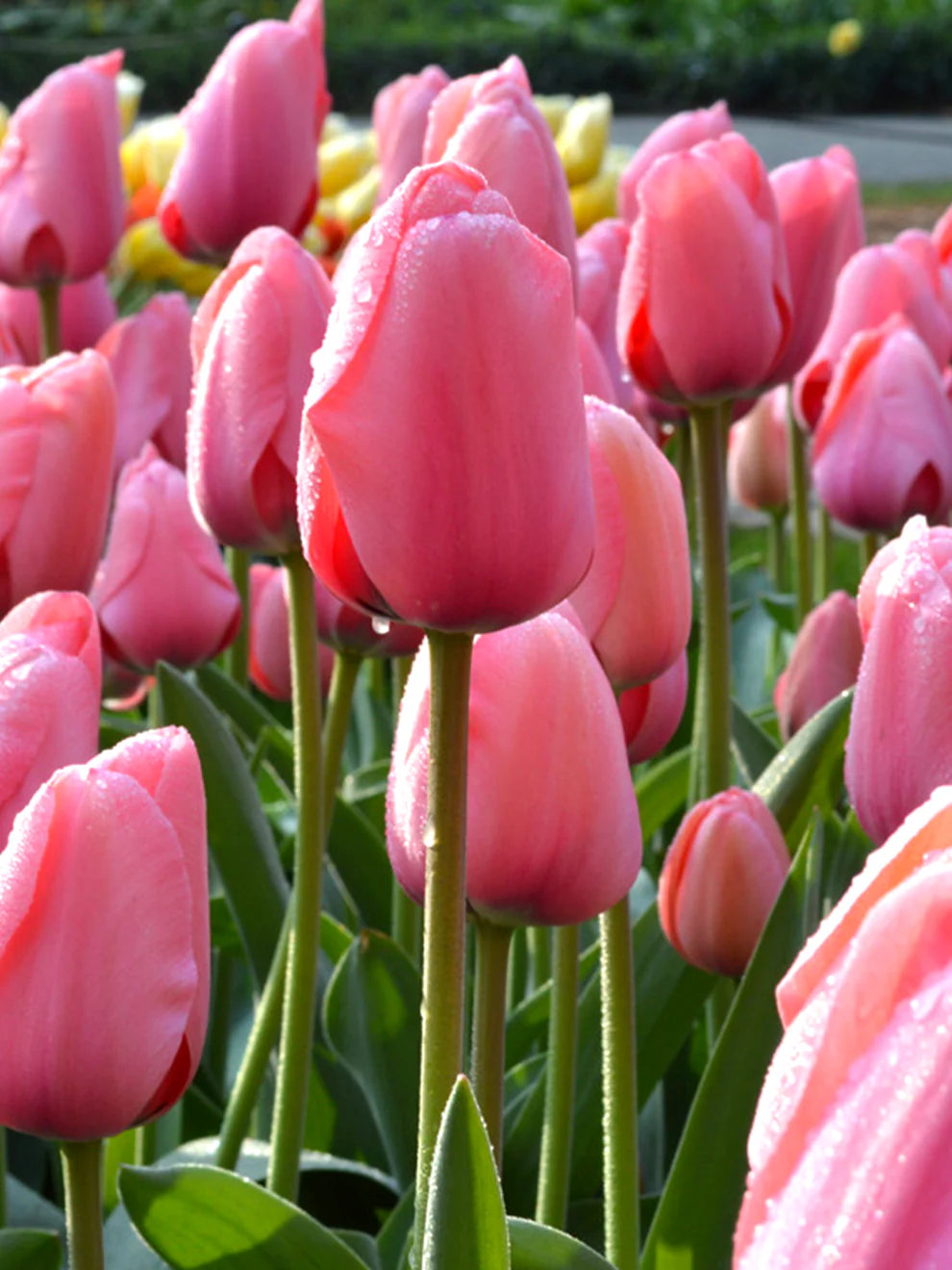 Pink Tulip