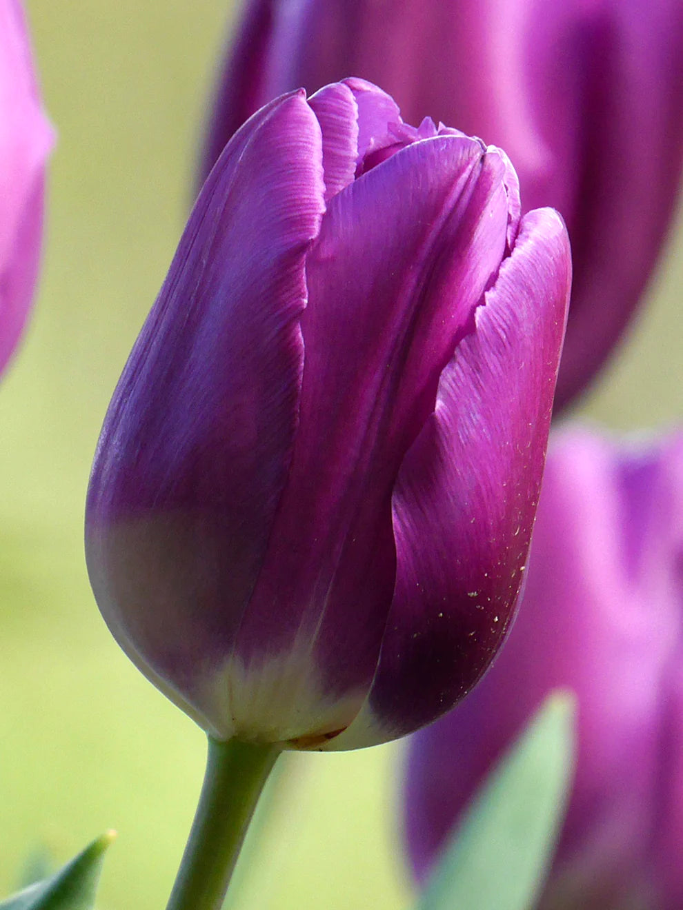 Purple Tulip