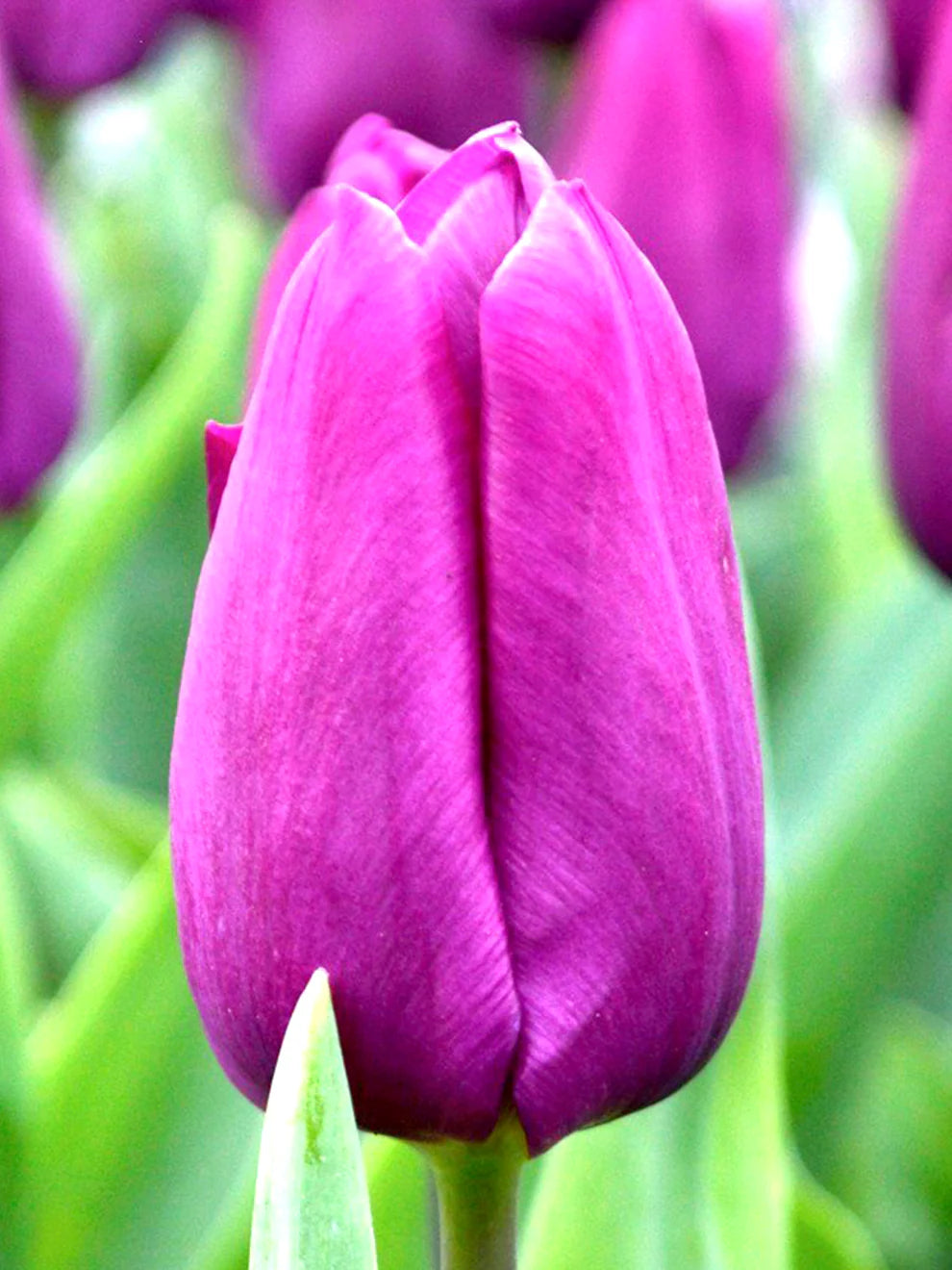 Purple Tulip