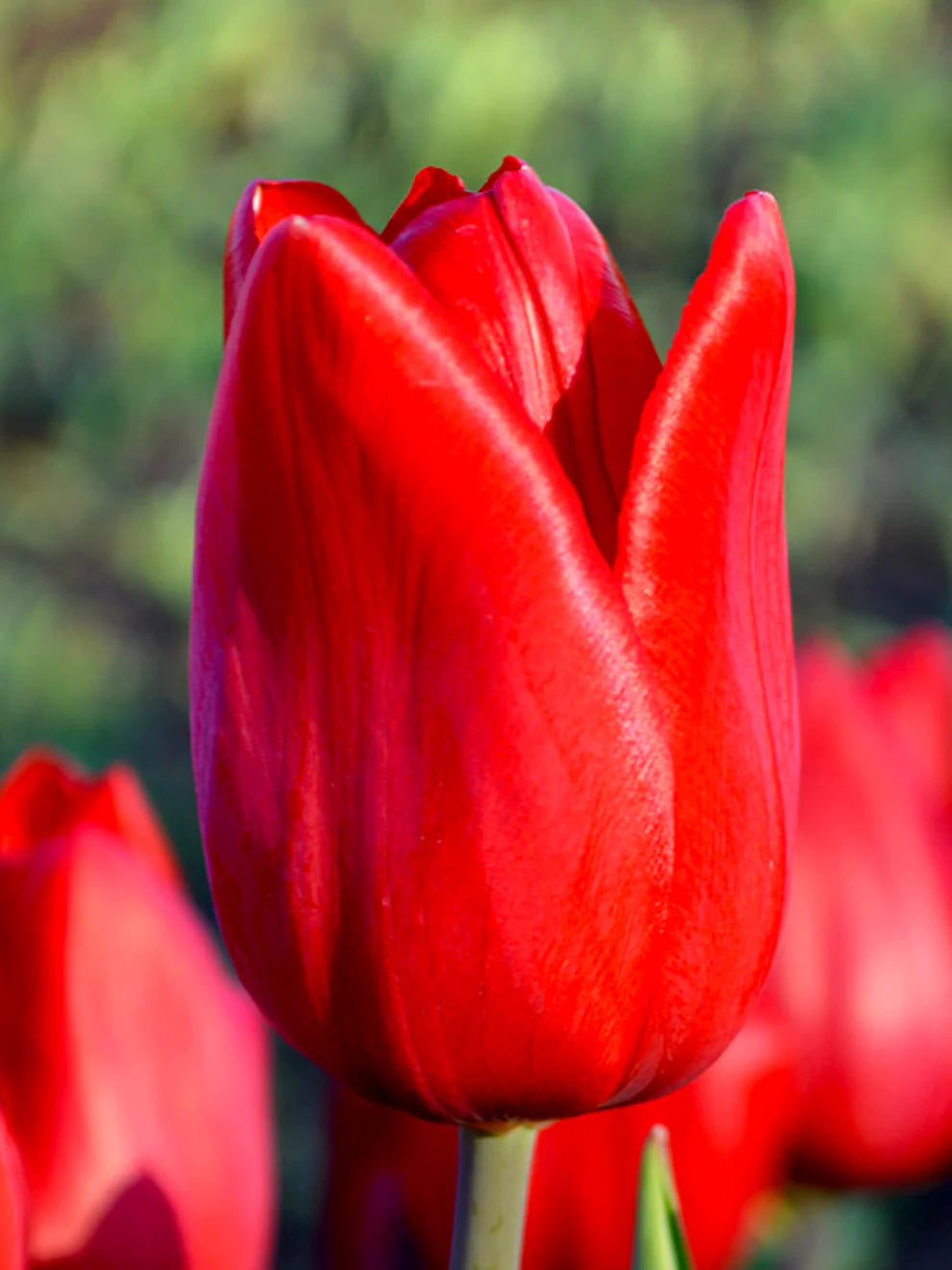 Red Tulip