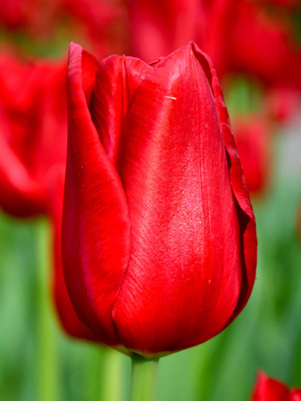 Red Tulip