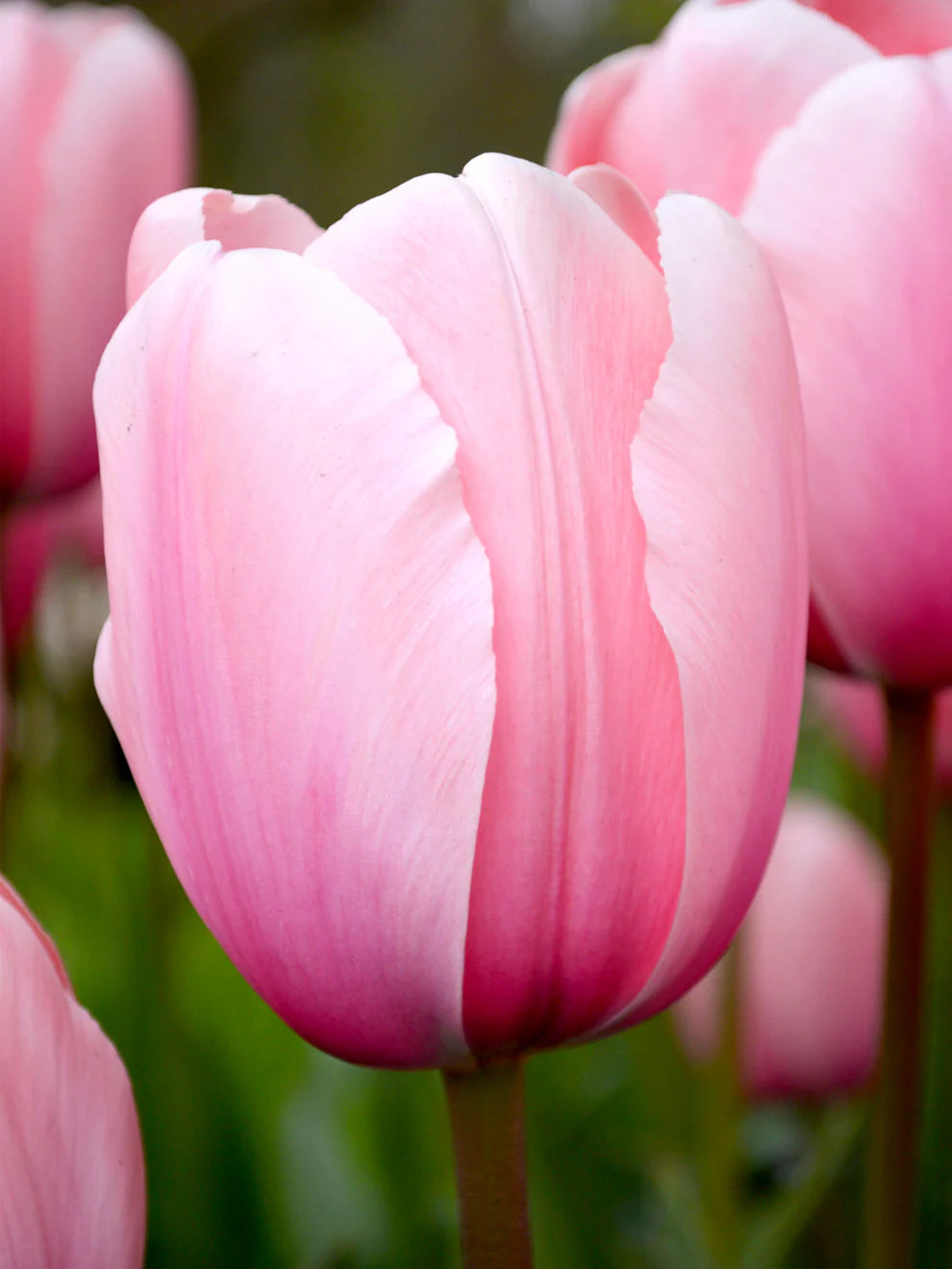 Light Pink Tulip