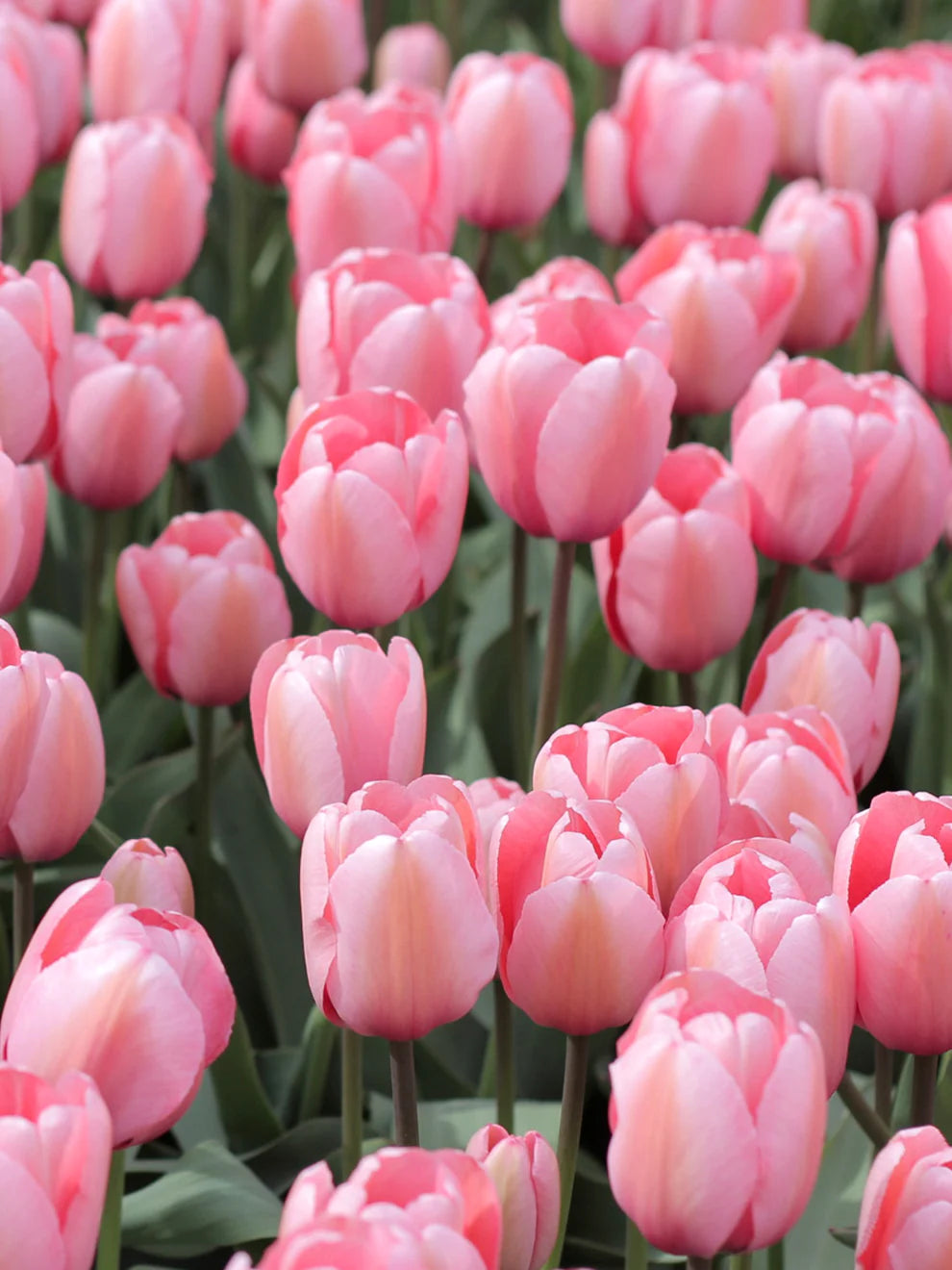 Light Pink Tulip