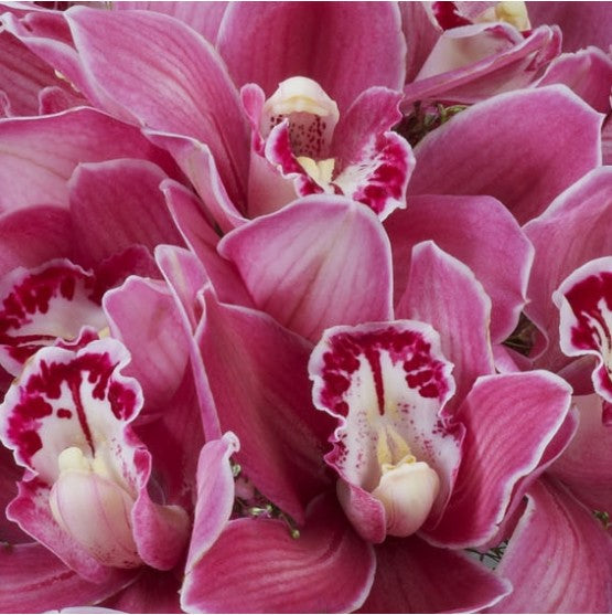 Pink Cymbidium Bridal Bouquet