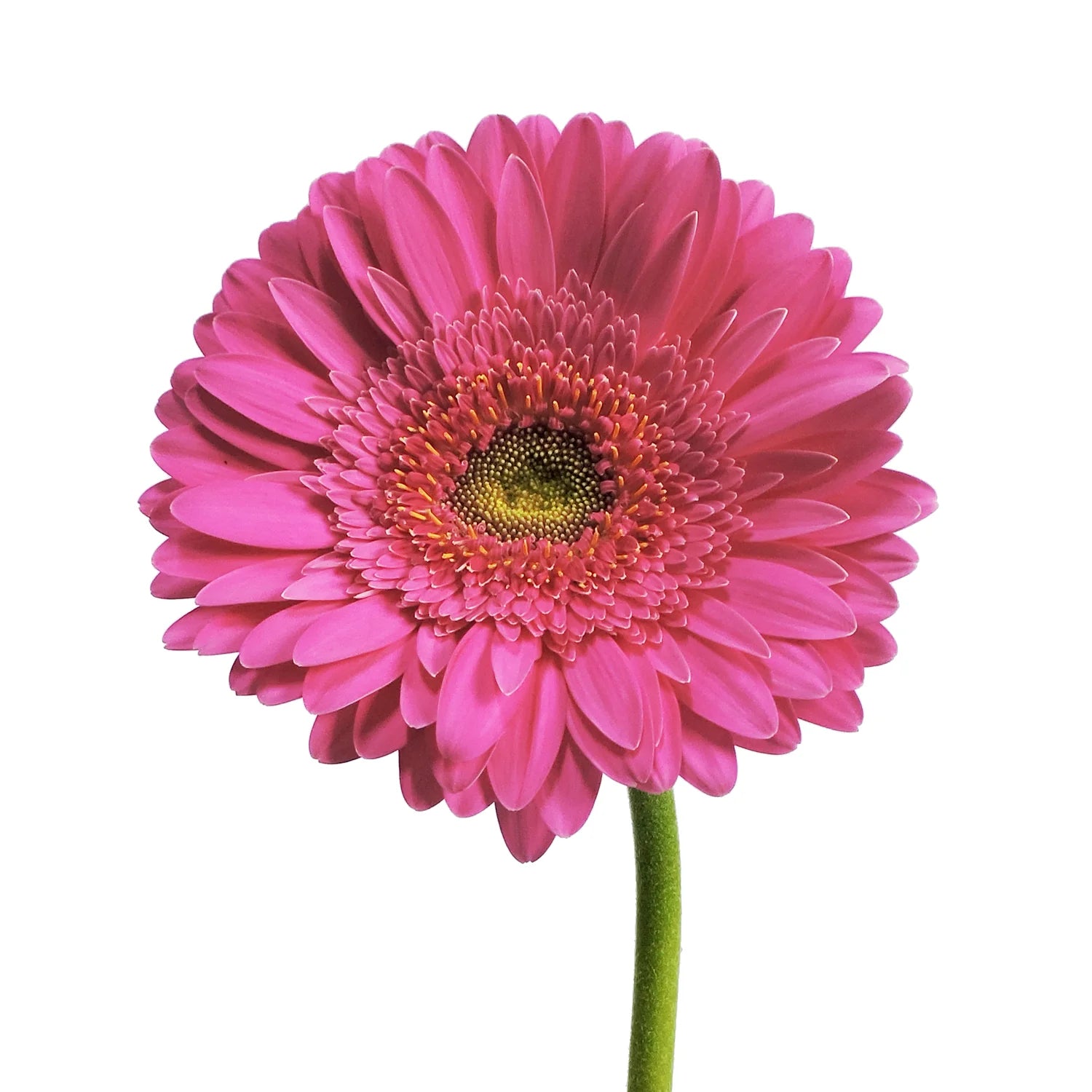 Hot Pink Gerbera