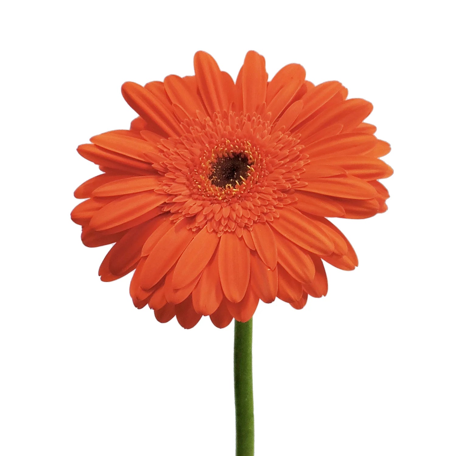 Orange Gerbera