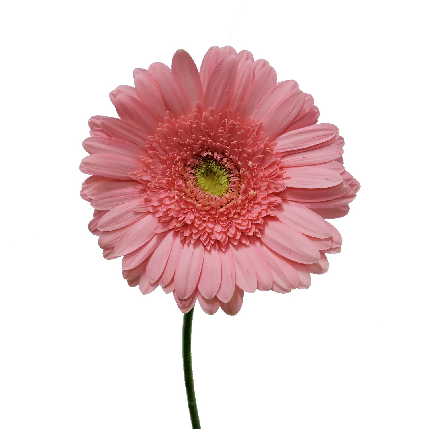 Pink Gerbera