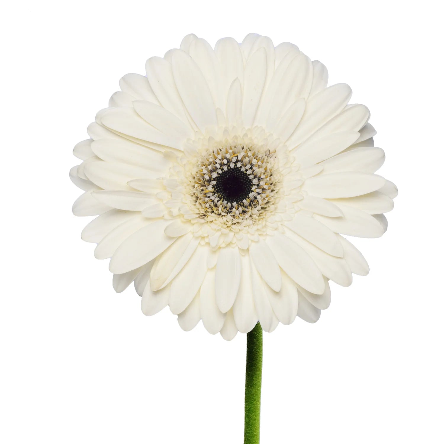 White Gerbera