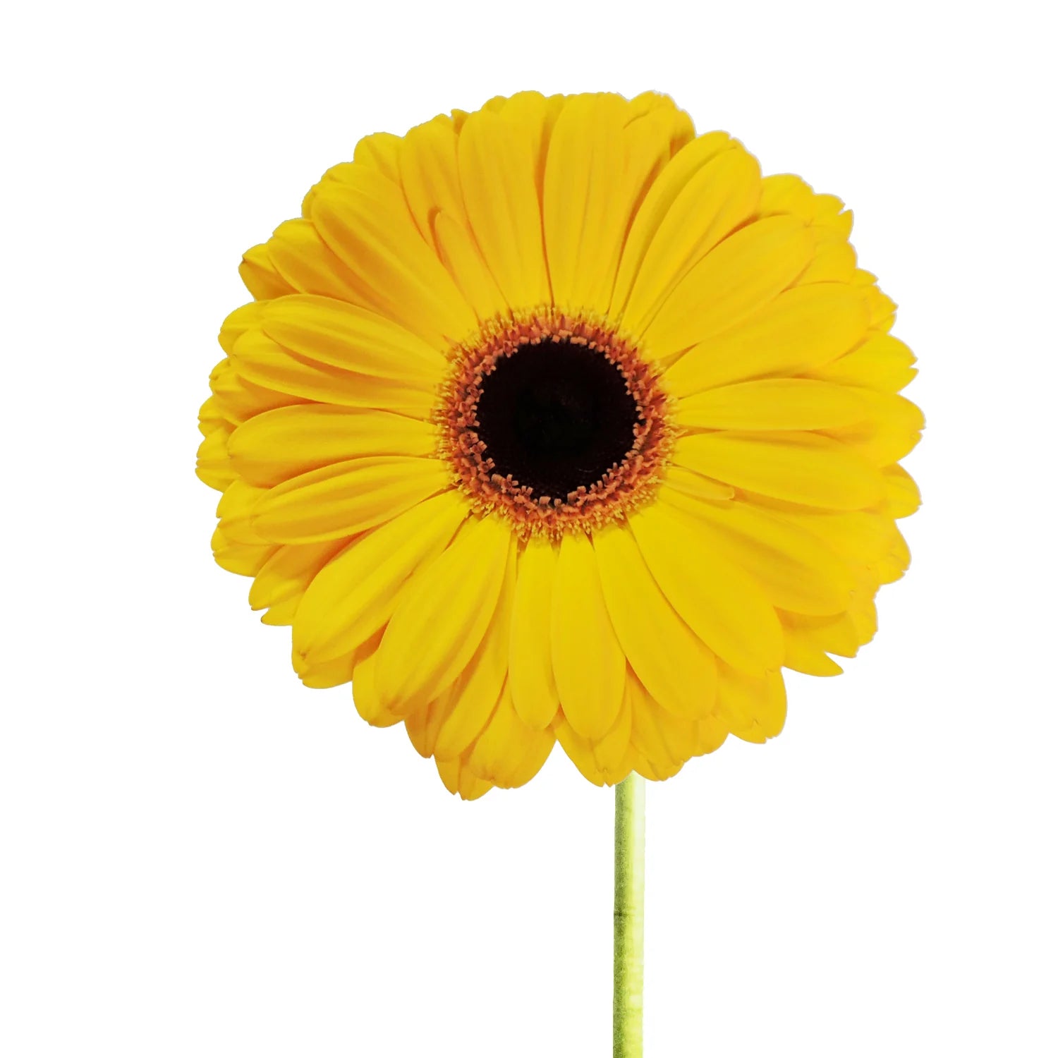 Yellow Gerbera