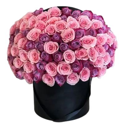 101 Pink and Purple Roses Box